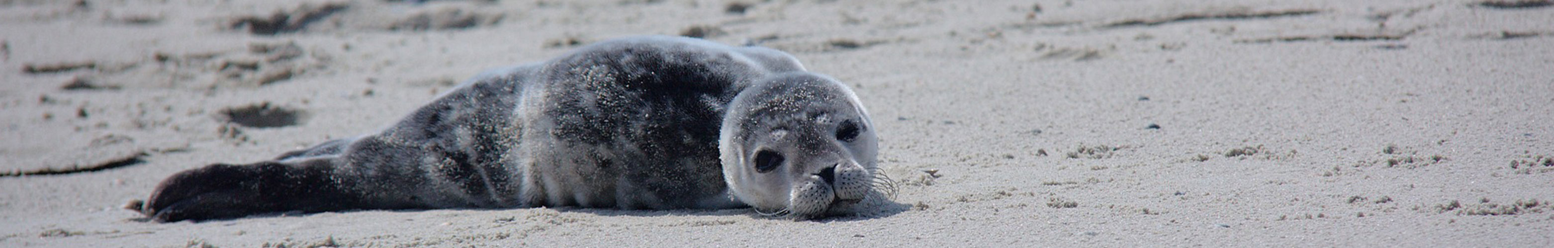 Urlaub mit Kinder an der Nordsee